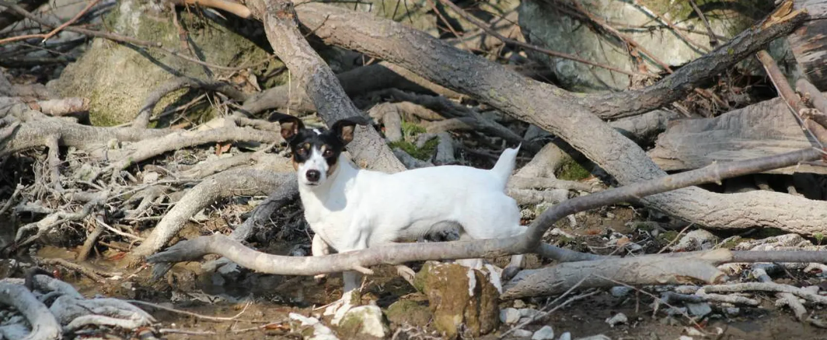 Camping - Starite Borove, Old Pines