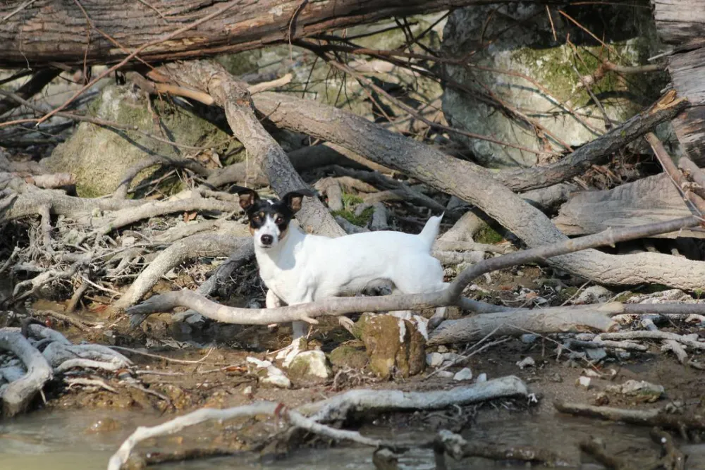 Camping - Starite Borove, Old Pines