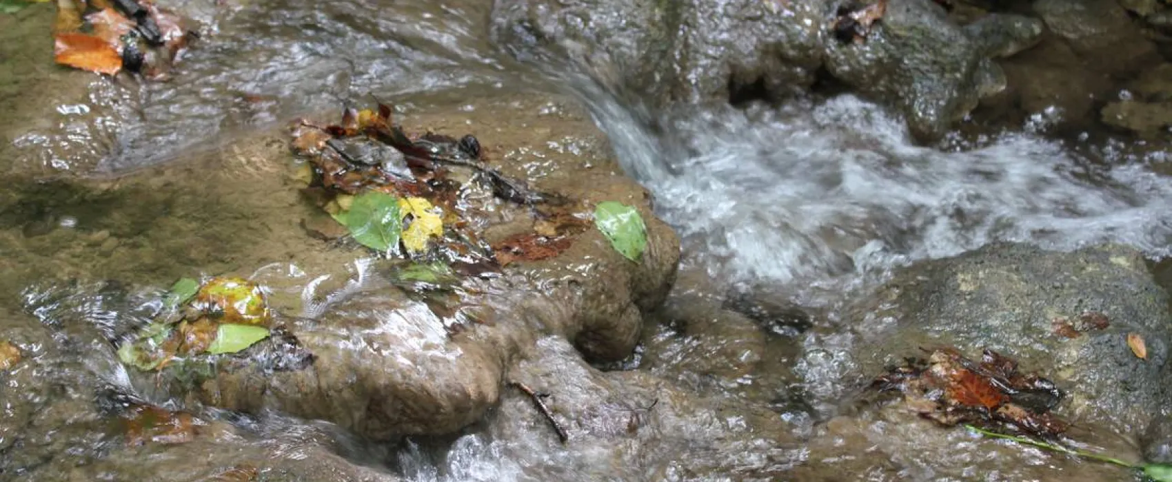 Camping - Starite Borove, Old Pines
