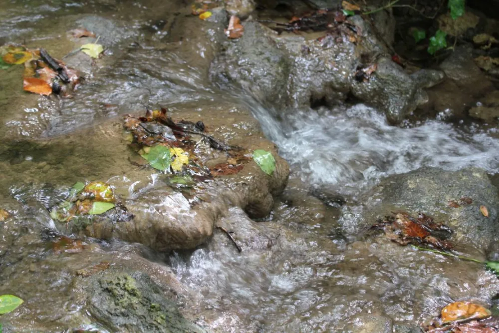 Camping - Starite Borove, Old Pines