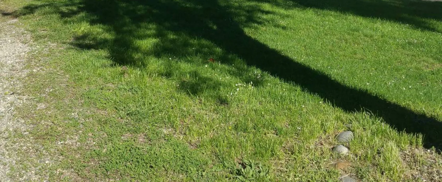 Camping - Starite Borove, Old Pines