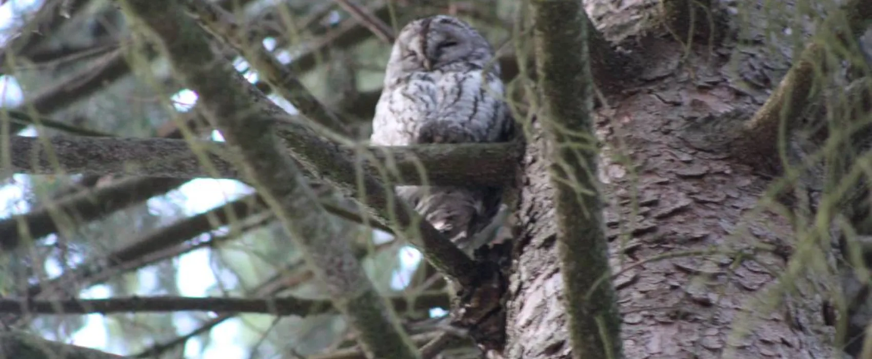 Camping - Starite Borove, Old Pines
