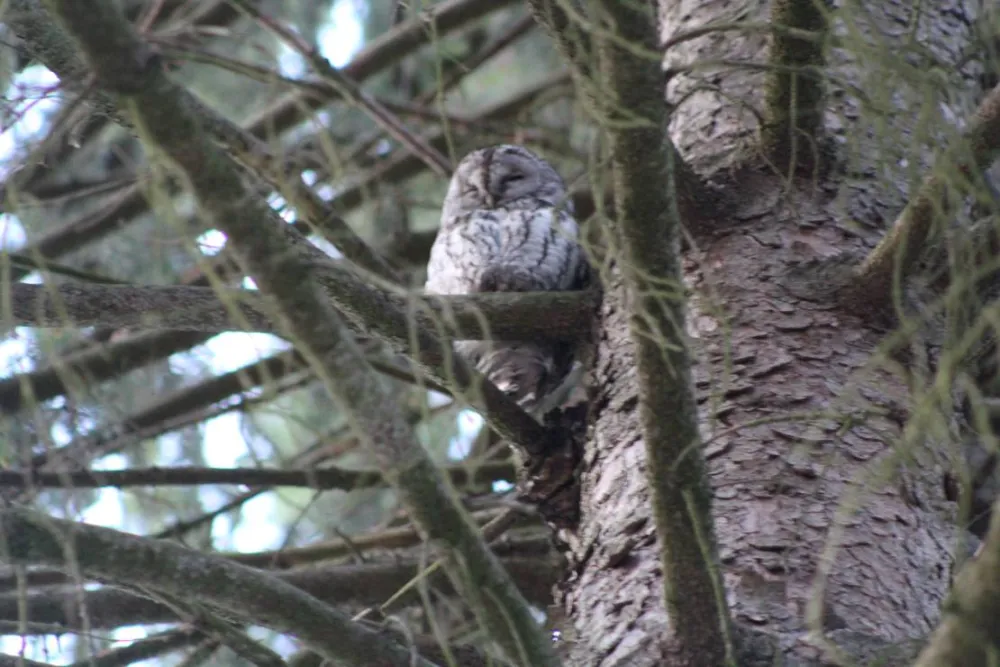 Camping - Starite Borove, Old Pines