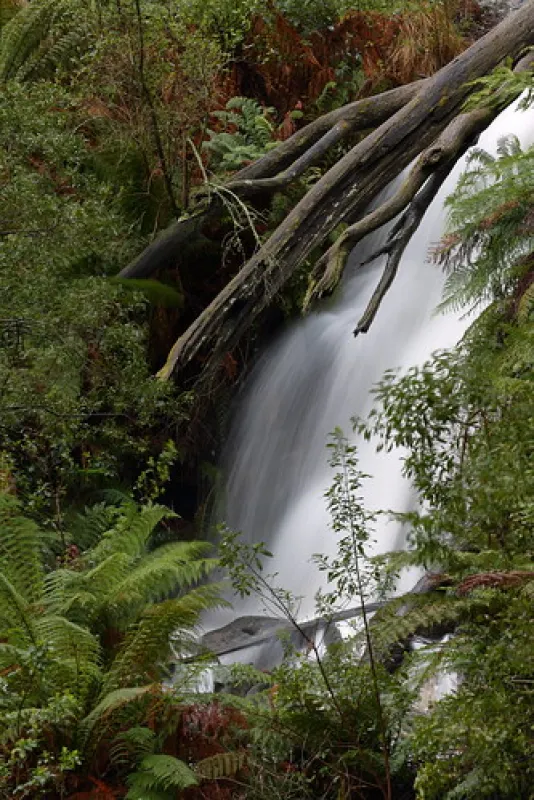 Mt Buangor State Park - Bailes Visitor Area Campground