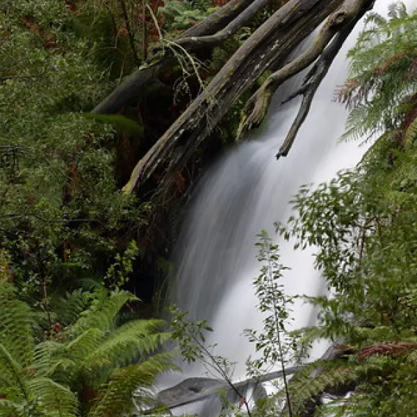 Mt Buangor State Park - Bailes Visitor Area Campground