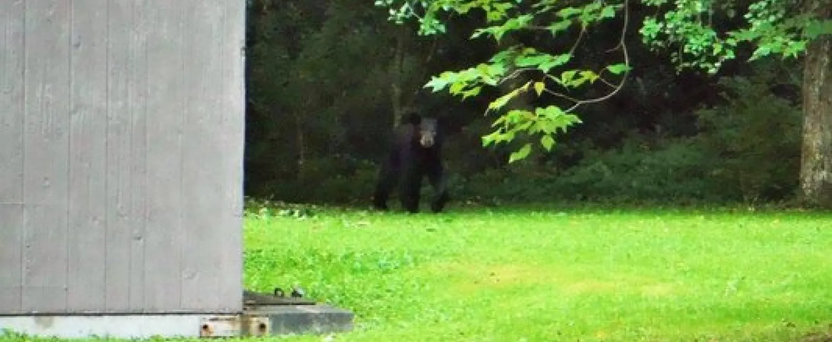 Tea Creek Campground