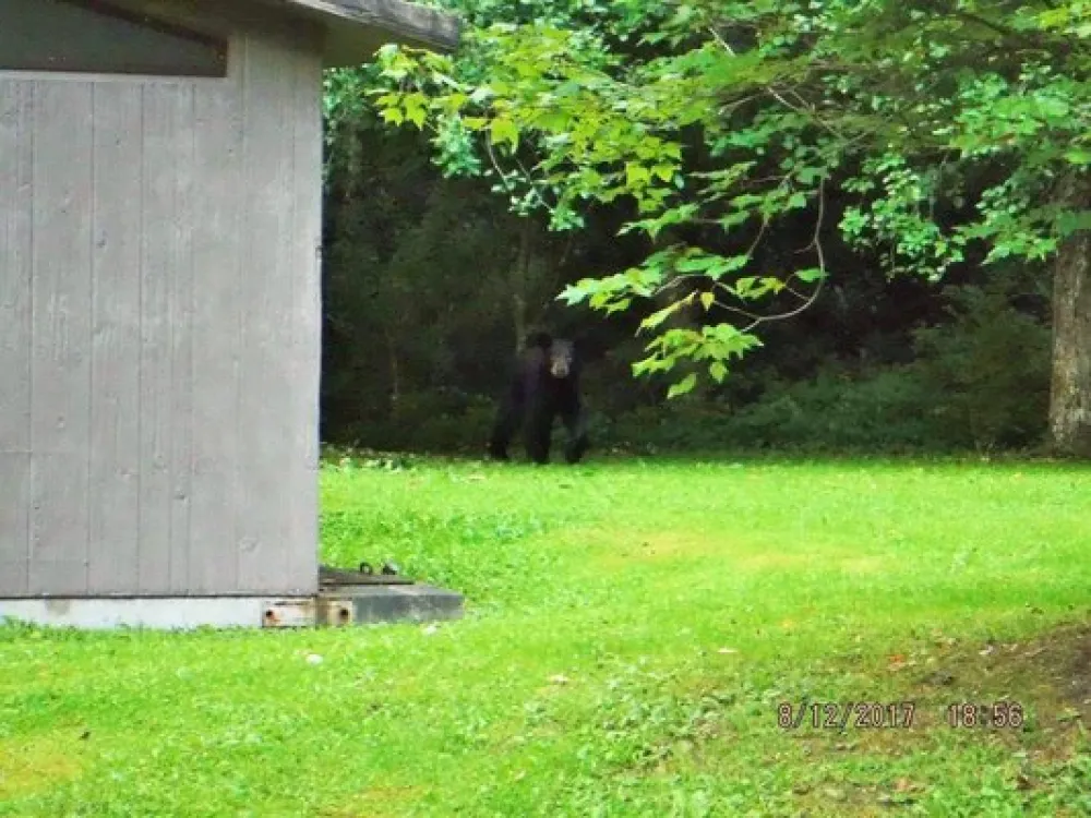 Tea Creek Campground