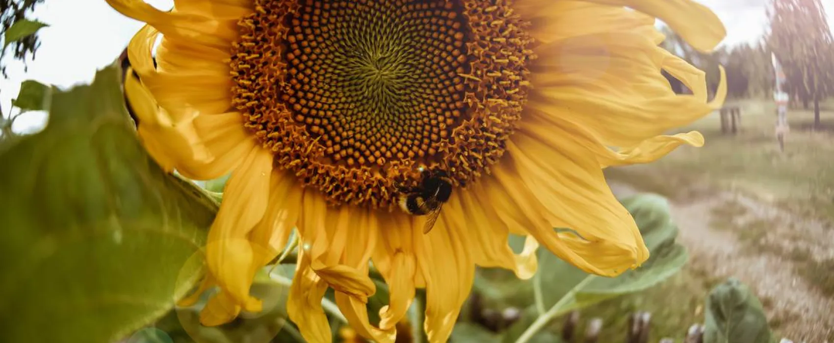 Sunny nights Camping