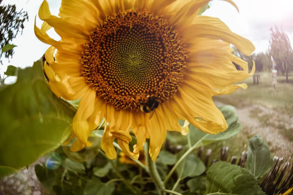 Sunny nights Camping