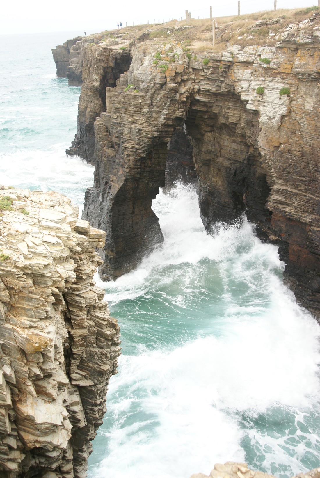 Gaivota photo 4