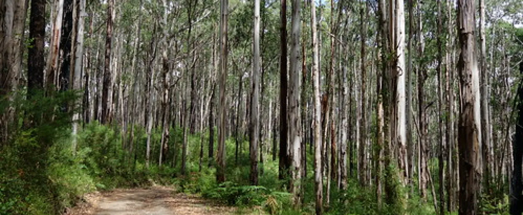 Toorongo Falls Campground