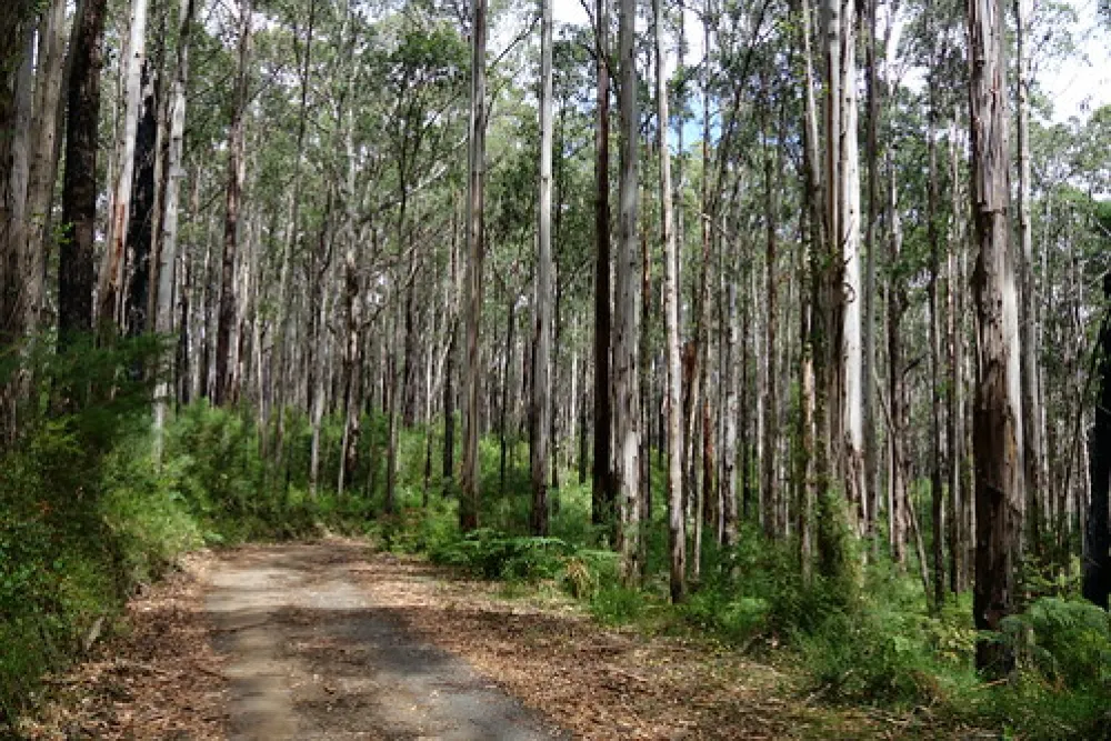 Toorongo Falls Campground