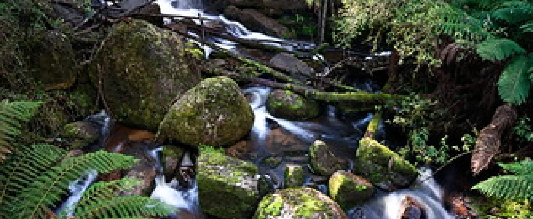 Toorongo Falls Campground