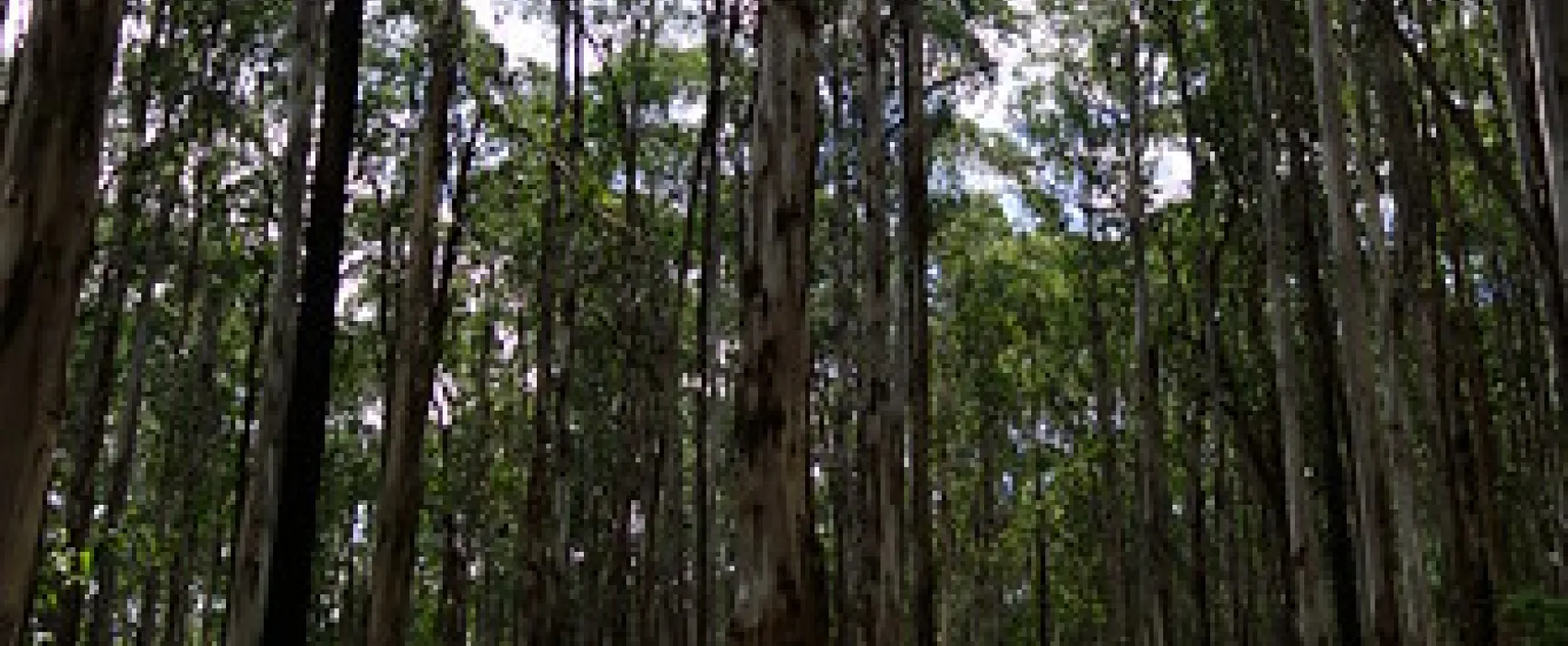 Toorongo Falls Campground