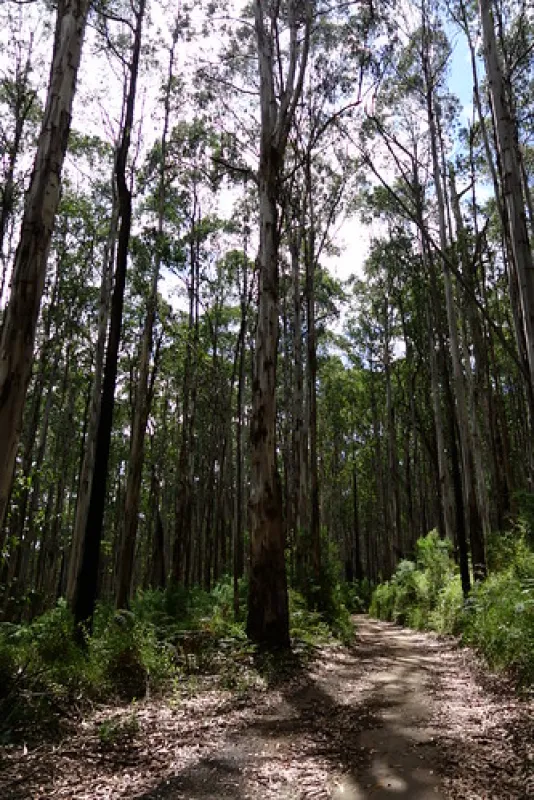 Toorongo Falls Campground