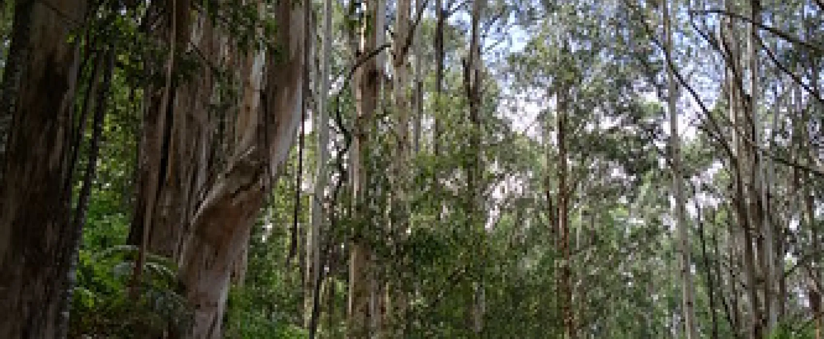 Toorongo Falls Campground