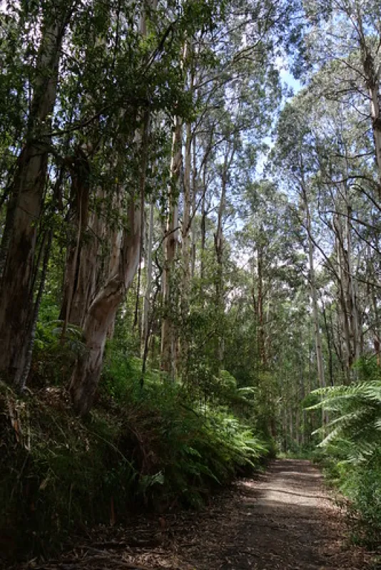 Toorongo Falls Campground