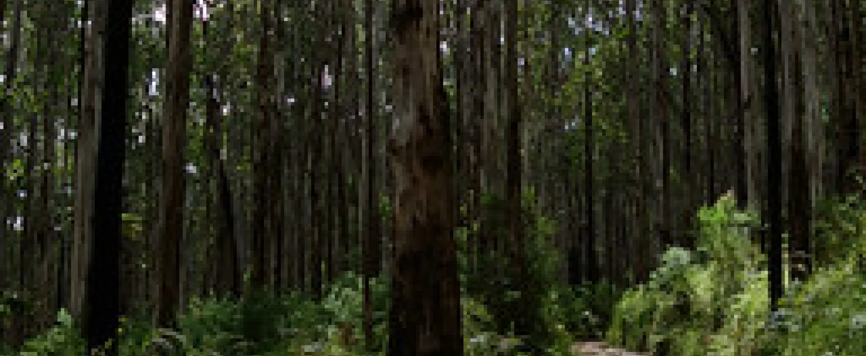 Toorongo Falls Campground