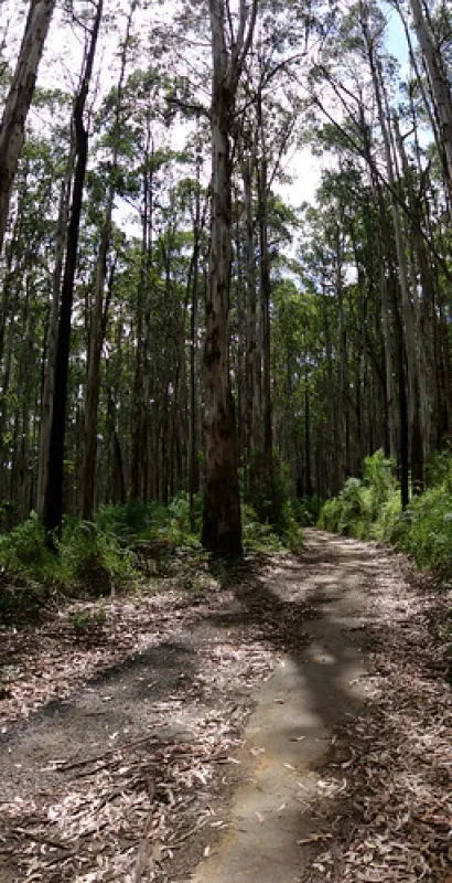 Toorongo Falls Campground
