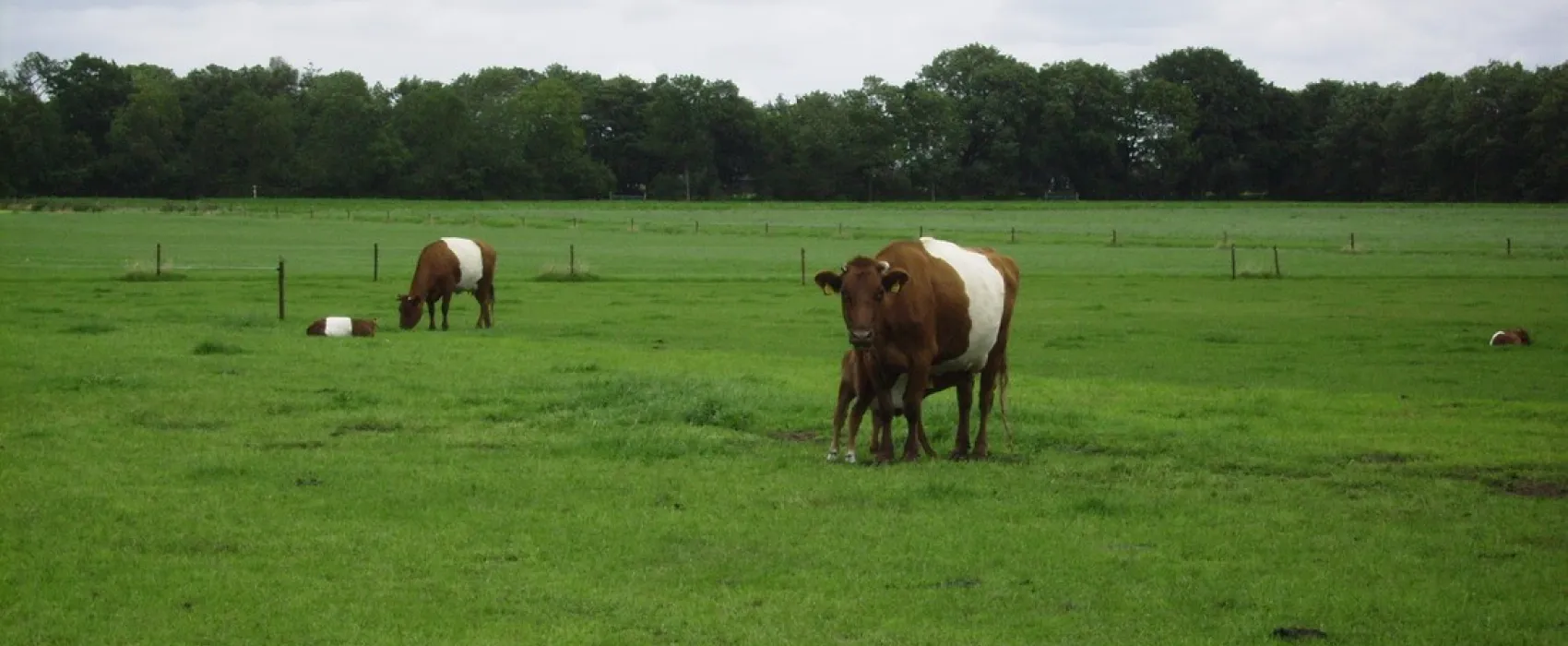 Minicamping Hoeve Loevestein