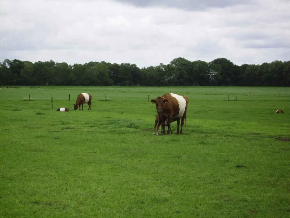 Minicamping Hoeve Loevestein