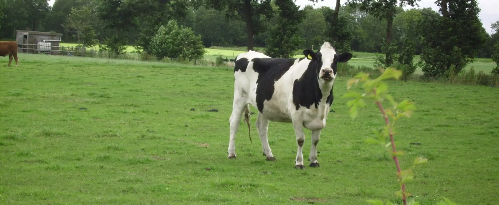 Minicamping Hoeve Loevestein