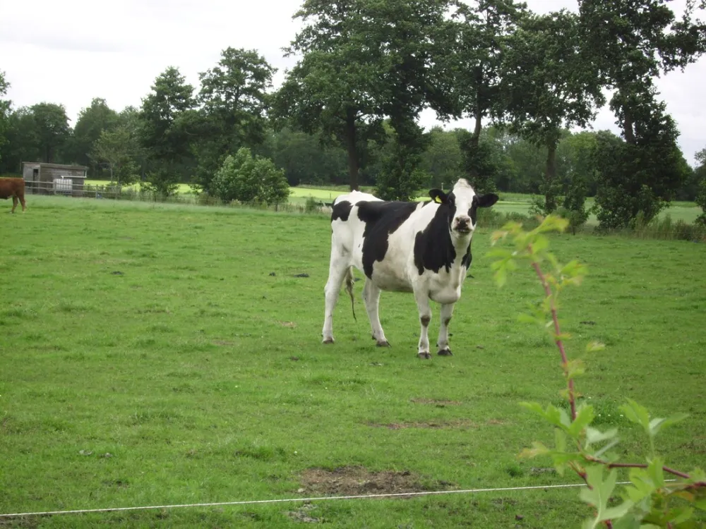 Minicamping Hoeve Loevestein