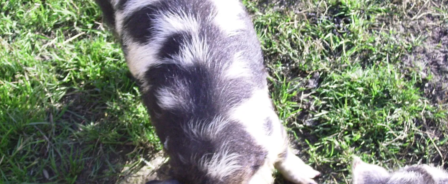 Minicamping Hoeve Loevestein