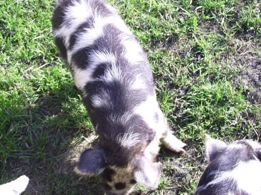 Minicamping Hoeve Loevestein