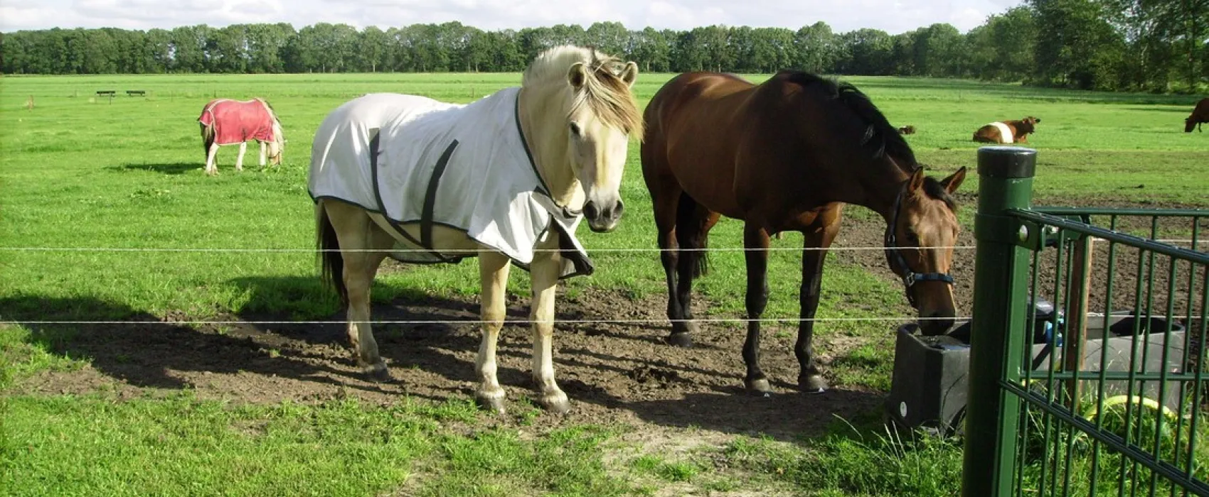 Minicamping Hoeve Loevestein