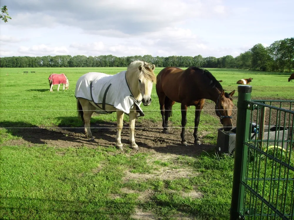 Minicamping Hoeve Loevestein