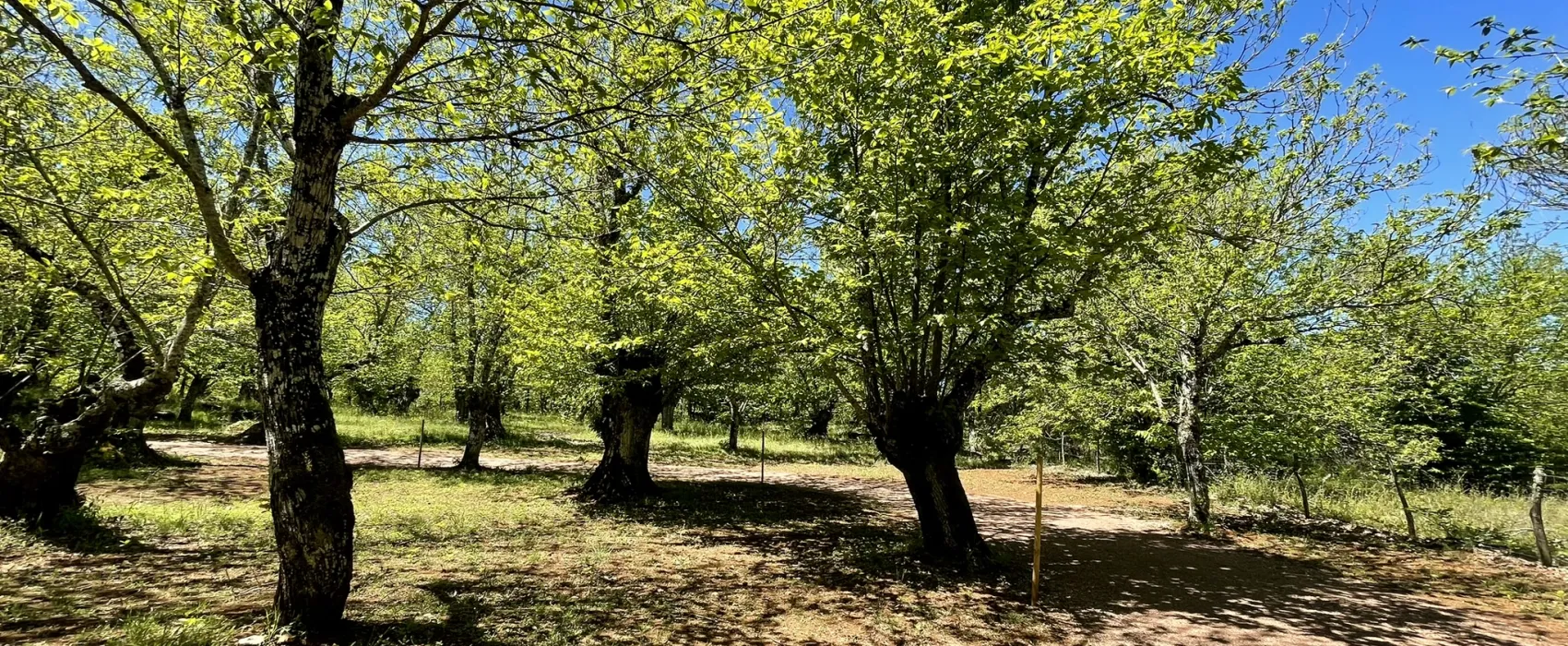 Camping el Madroñal