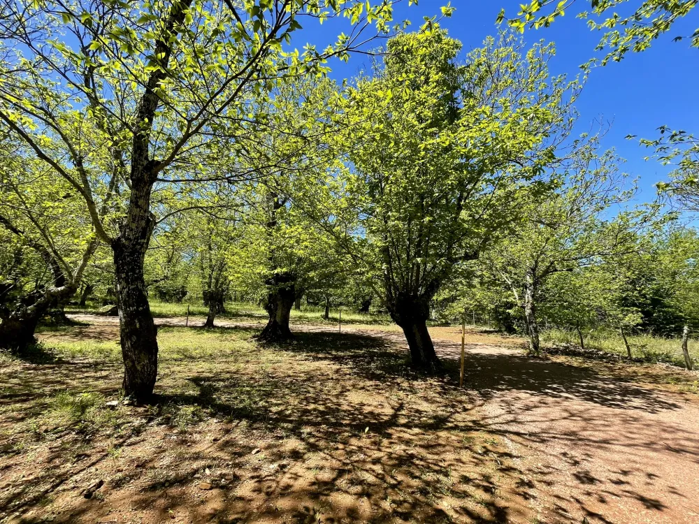 Camping el Madroñal