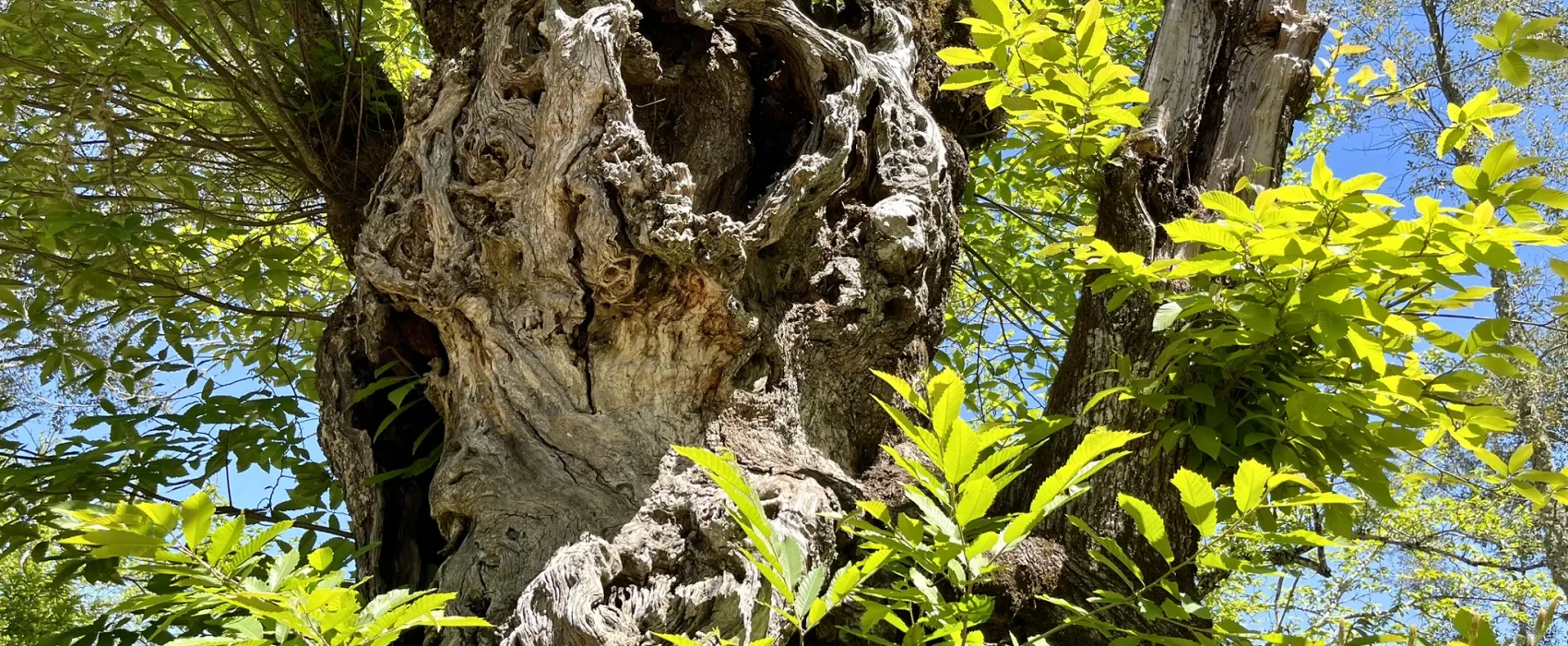 Camping el Madroñal