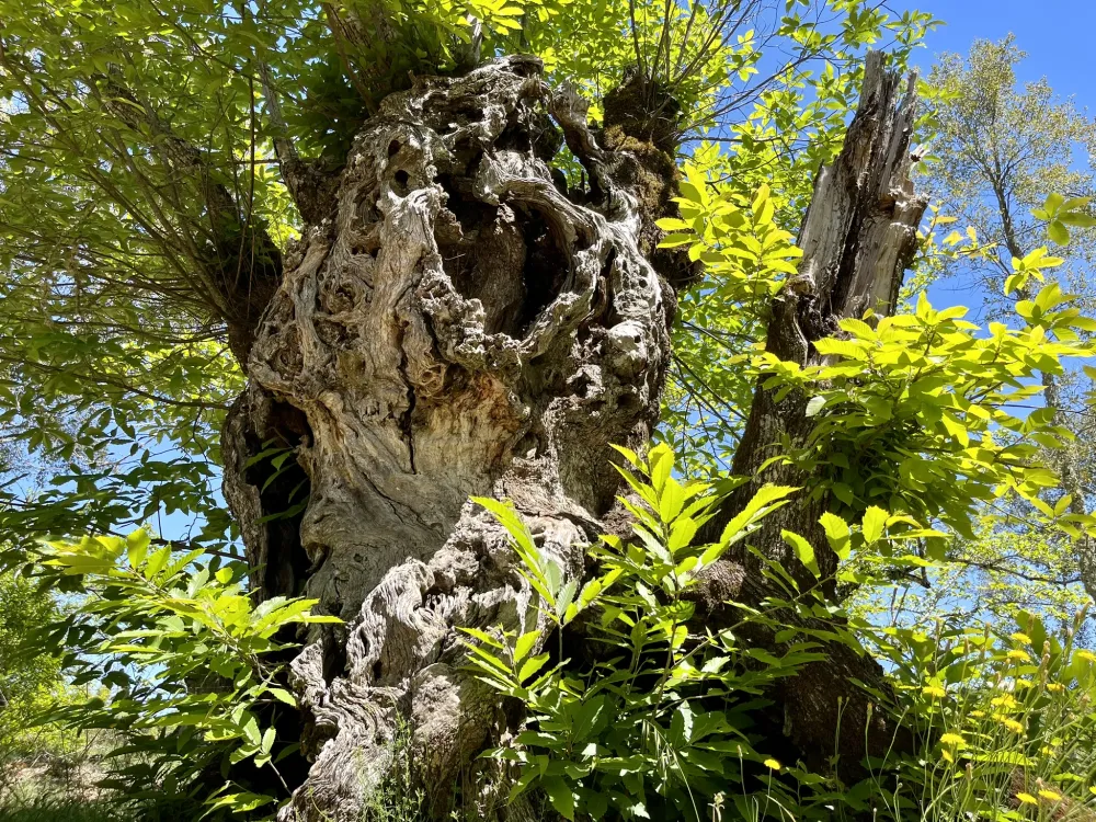 Camping el Madroñal