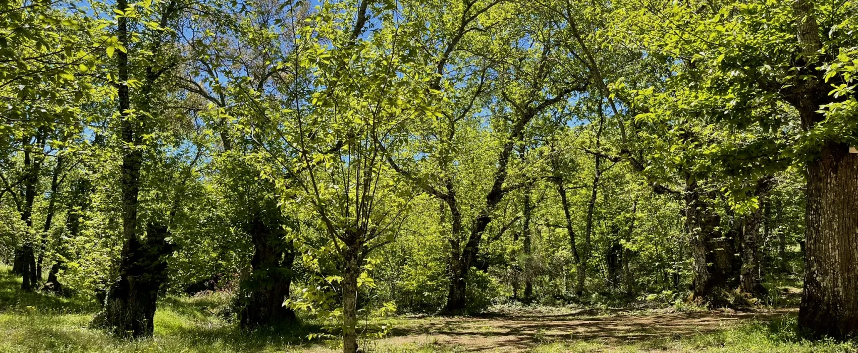 Camping el Madroñal