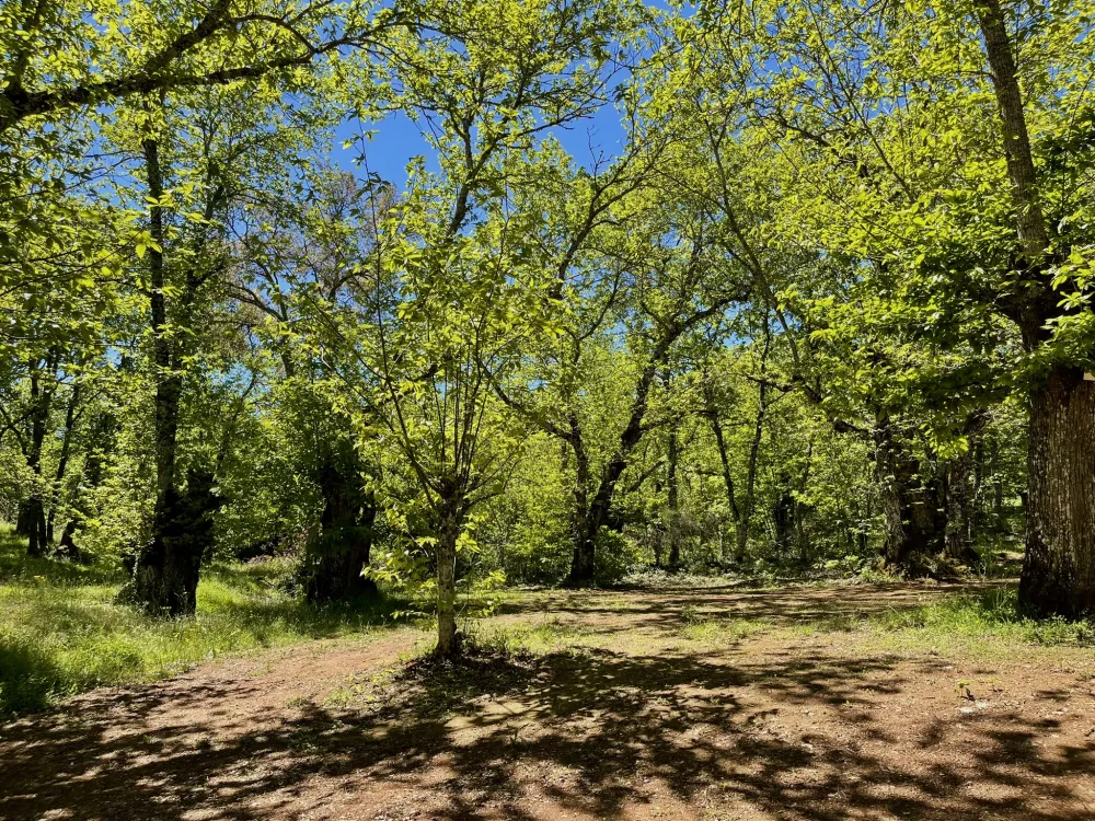 Camping el Madroñal