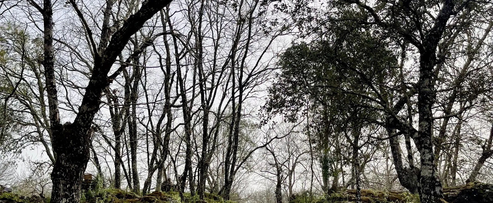 Camping el Madroñal