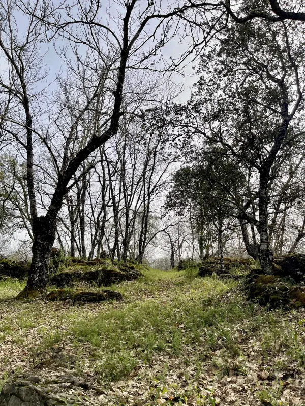 Camping el Madroñal