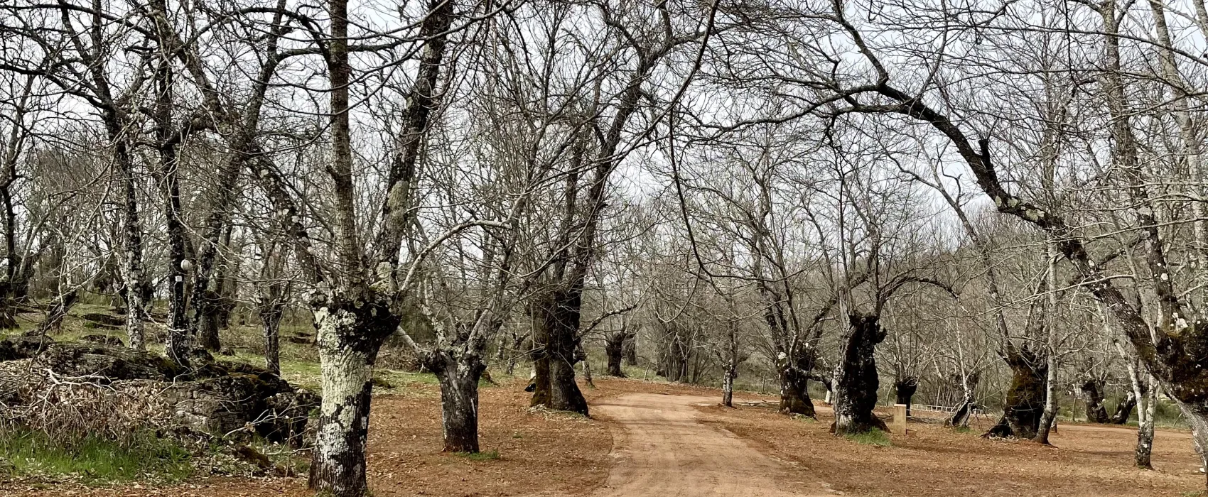 Camping el Madroñal
