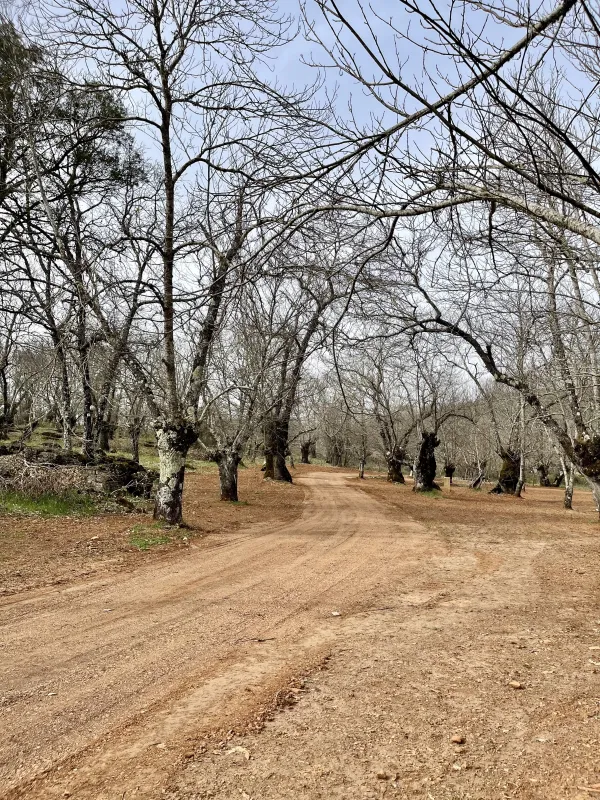 Camping el Madroñal