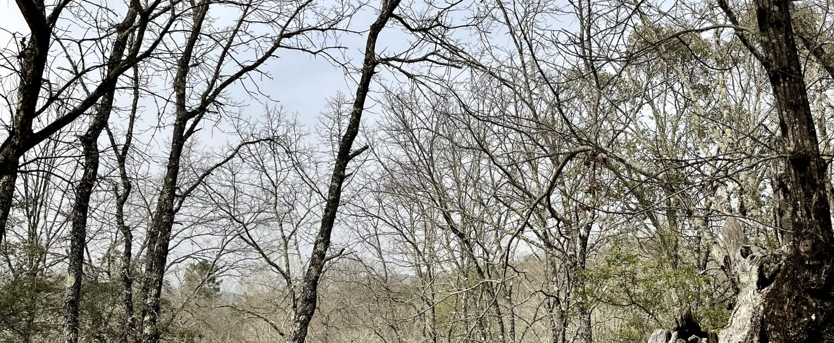 Camping el Madroñal