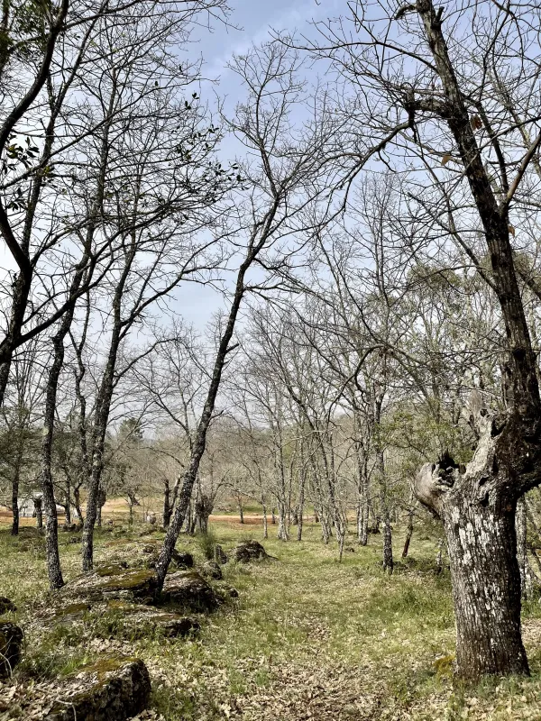 Camping el Madroñal