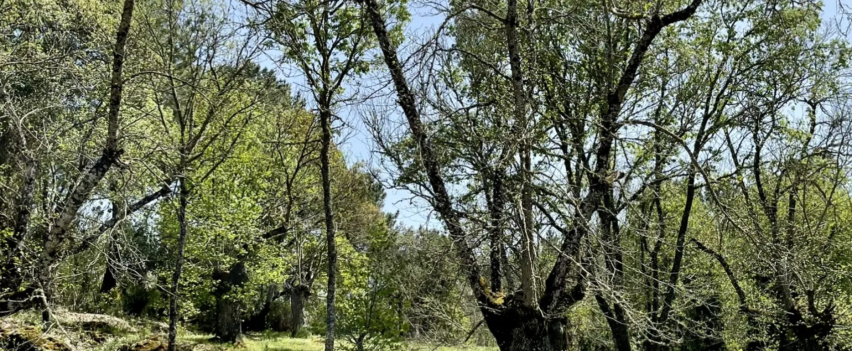 Camping el Madroñal