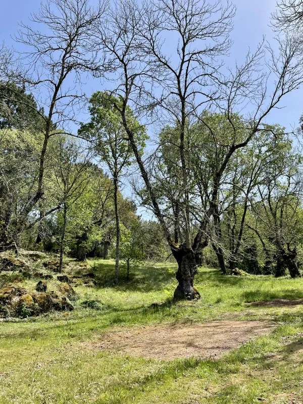 Camping el Madroñal