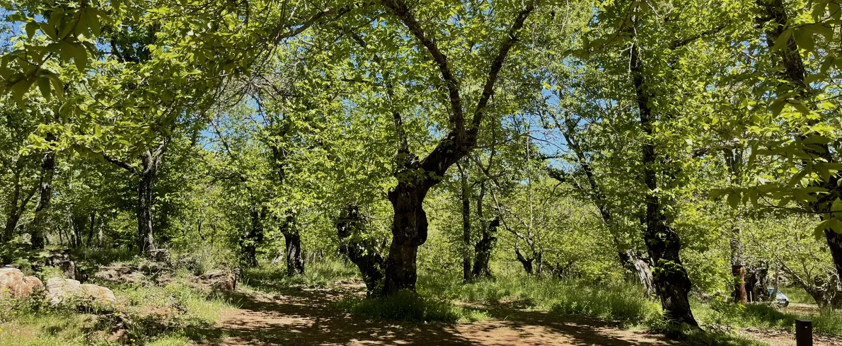 Camping el Madroñal