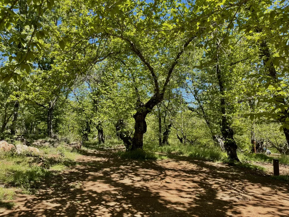 Camping el Madroñal