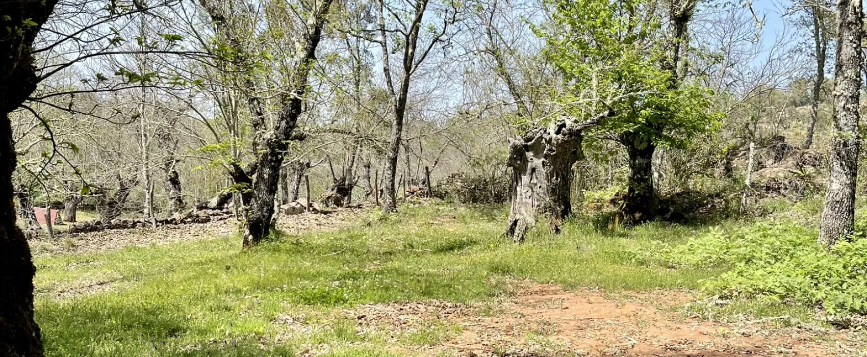 Camping el Madroñal