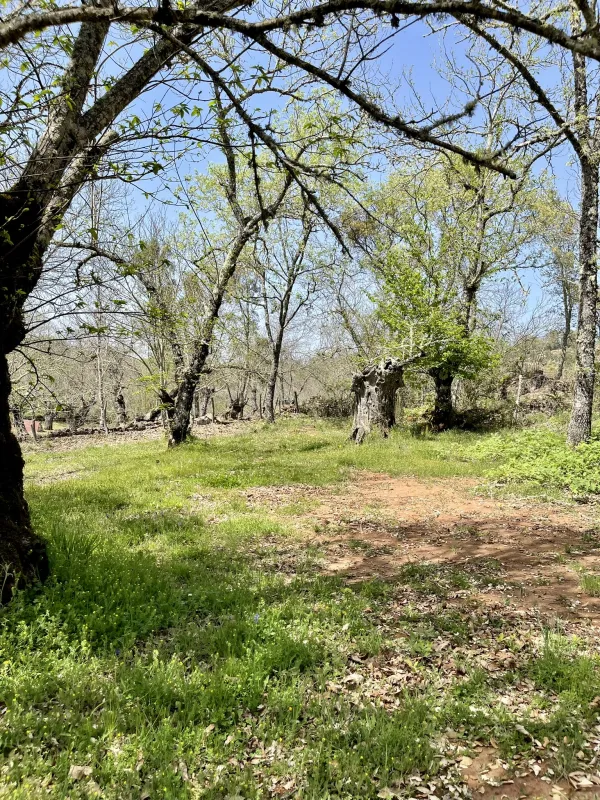 Camping el Madroñal