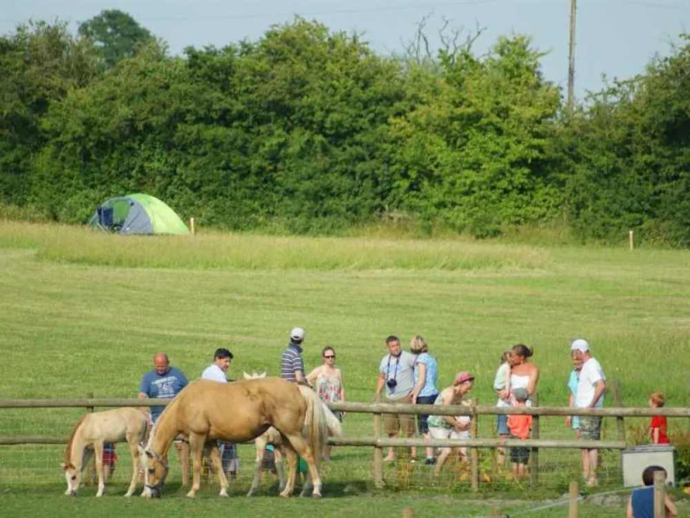 Mousley House Farm Campsite and Glamping